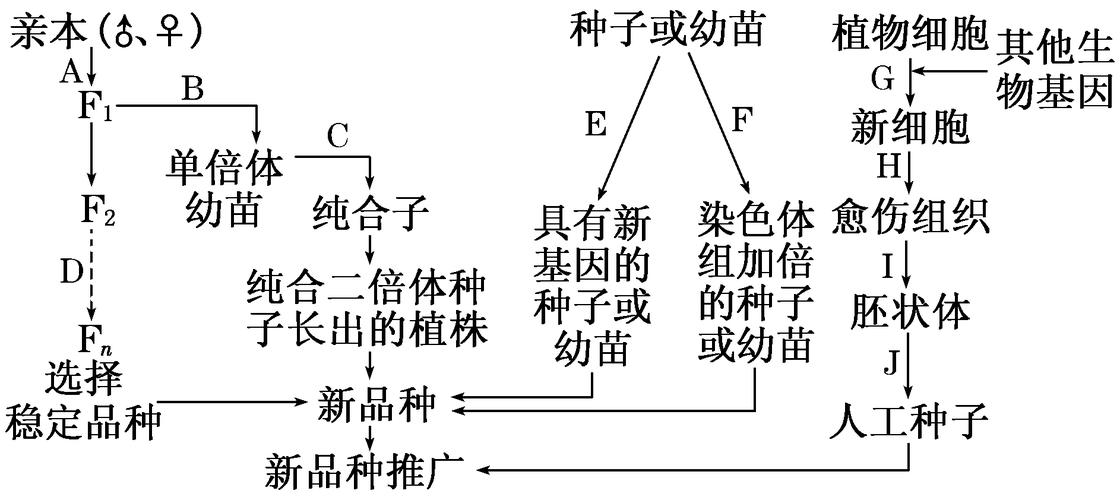 葡萄种盆